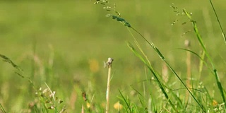 草和花在风中日落