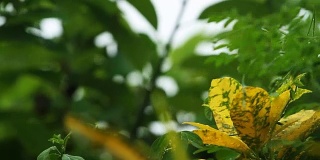在泰国清迈省的绿色植物降雨
