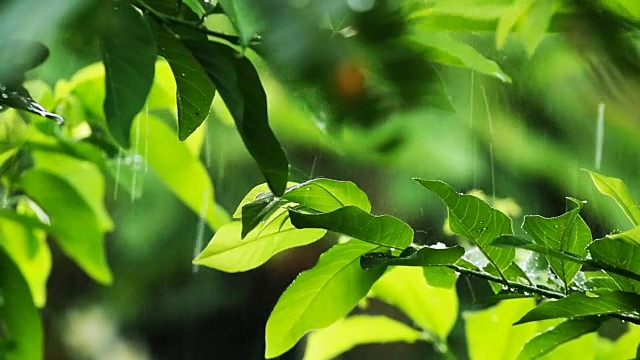 在泰国清迈省的绿植上下雨