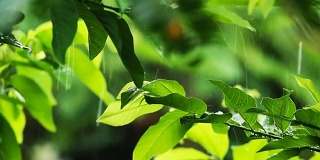在泰国清迈省的绿植上下雨