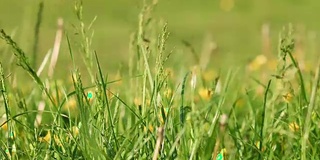 草和花在风中日落