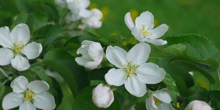 White flowers of apple-tree.