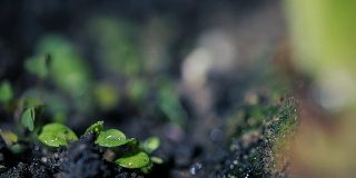 绿色的幼苗在雨中生长在地面上