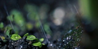 绿色的幼苗在雨中生长在地面上