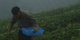 亚洲妇女在田里采摘草莓