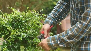 园丁在花园里用修剪器修剪树篱视频素材模板下载