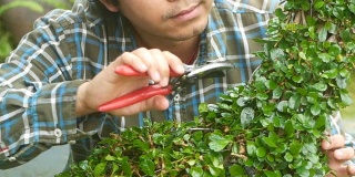园丁在花园里用修剪器修剪树篱