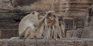 泰国华富里泰国庙中的家猴
