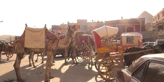 埃及开罗吉萨的马和骆驼车