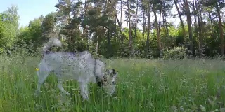 西伯利亚哈士奇在高高的草丛中奔跑。