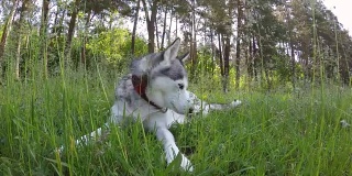 西伯利亚哈士奇躺在高高的草丛中。