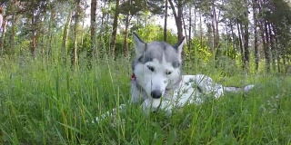 西伯利亚哈士奇躺在高高的草丛中。