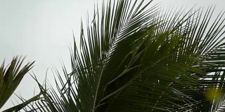 在泰国的雨季椰子叶在风中