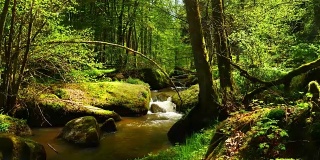 岩石泉森林中的小溪