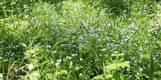 阳光明媚的森林草地与蓝色的花朵