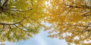 4K延时:立川花园东京日本美丽的天空，苹果ProRes 422 (HQ) 3840x2160格式