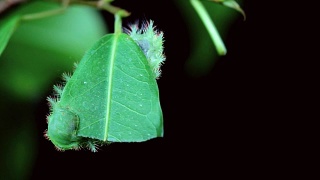 绿毛虫在树上吃叶子视频素材模板下载