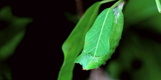 绿毛虫在树上吃叶子