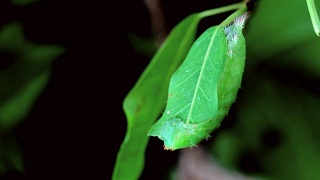 绿毛虫在树上吃叶子视频素材模板下载