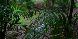 慢镜头:绿叶上的雨