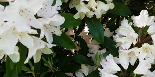 从蜜蜂的角度看白色杜鹃花