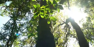 从低角度看平移:散景在热带森林