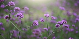 阳光下的田野，有紫色的花和飞翔的蜜蜂。