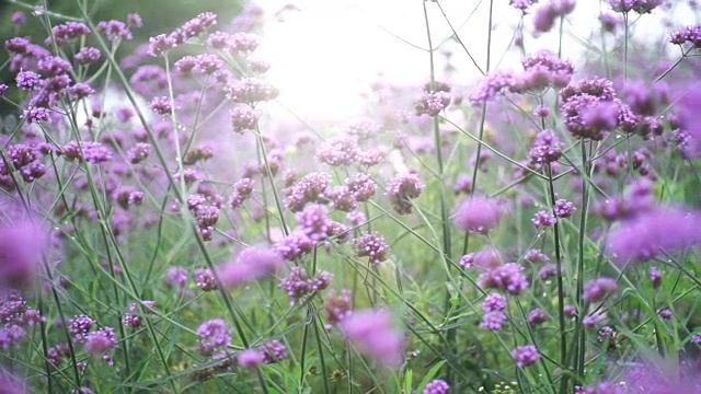 美丽的自然景观场与阳光下的紫色花朵，抽象模糊的背景。