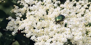 甲壳虫在一朵白花上。