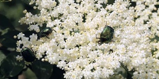 甲壳虫在一朵白花上。