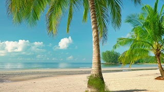 棕榈树的海滩视频素材模板下载