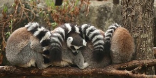 环尾狐猴(狐猴猫)在一个紧密的群体中睡觉