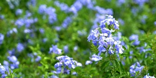 花园里有许多蓝色的绣球花