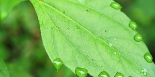 Drops water on leaf.