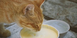 红猫喝牛奶