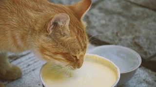 红猫喝牛奶视频素材模板下载