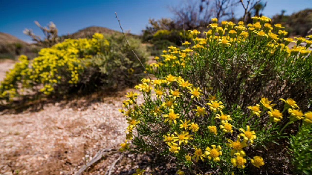 加利福尼亚沙漠-花开花落