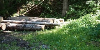 大型林业木材桩