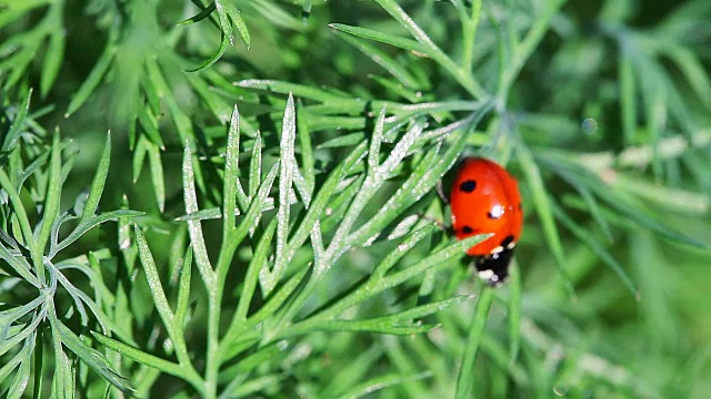 瓢虫栖息在草地上。瓢虫坐在植物上。