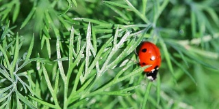 瓢虫栖息在草地上。瓢虫坐在植物上。