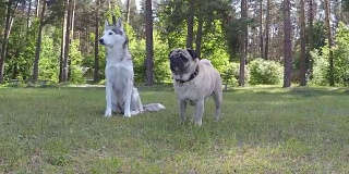 西伯利亚哈士奇和哈巴狗。缓慢的运动。