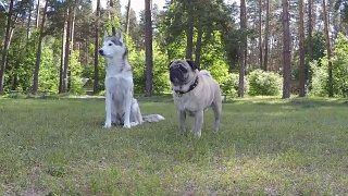 西伯利亚哈士奇和哈巴狗。缓慢的运动。视频素材模板下载