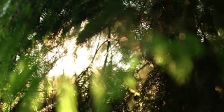 近距离观看常绿针叶在松树。美丽清新的森林背景在明亮的日子