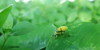 昆虫交配