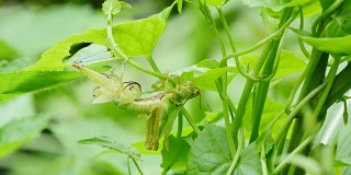 泰国森林里正在蜕皮的蚱蜢。