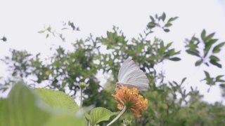 蝴蝶飞的慢动作视频素材模板下载