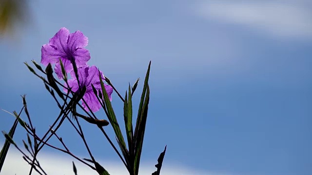 4K紫花在风中