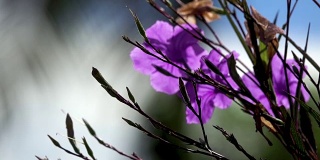4K紫花在风中
