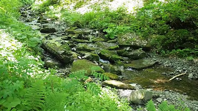 春天森林里的小溪