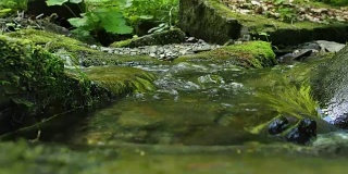 春天森林里的小溪